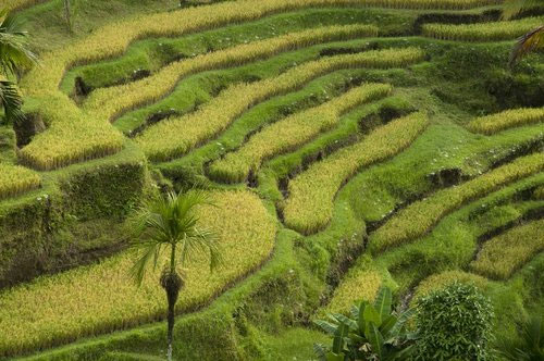 Những công nghệ sinh học nông nghiệp đang làm thay đổi cuộc sống