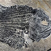 Phát hiện cá hóa thạch niên đại 200 triệu năm ở Trung Quốc