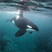 5 lý do khiến cá voi sát thủ là những thiên tài “máu lạnh” của đại dương