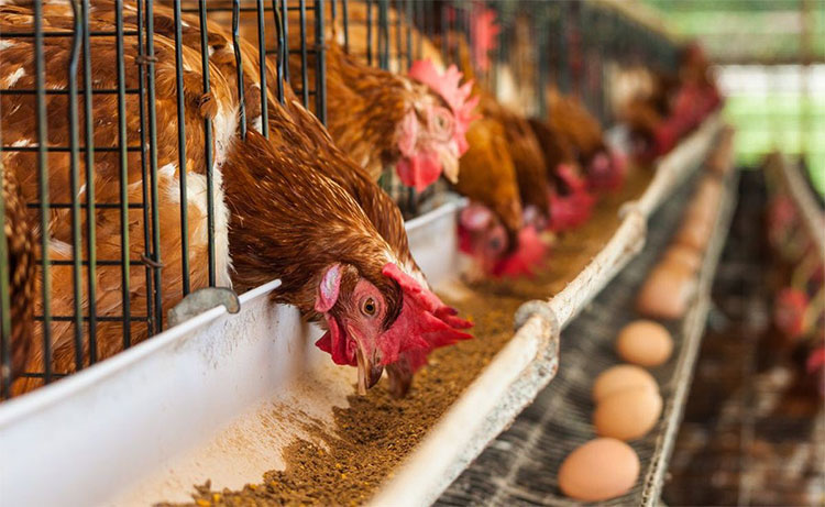 Đâu là lí do sâu xa mà các loài vật được chọn để thuần hóa?