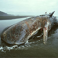 Cái chết của cá voi già mang đến vô vàn lợi ích cho đại dương và hệ sinh thái