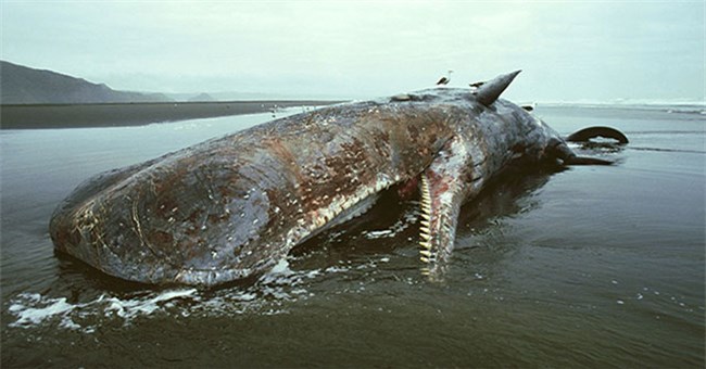Cái chết của cá voi già mang đến vô vàn lợi ích cho đại dương và hệ sinh thái