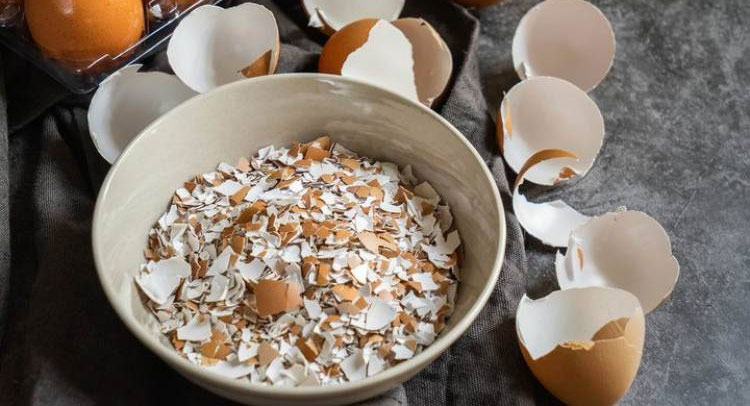 Phát hiện tác dụng chữa bệnh đáng ngạc nhiên của… vỏ trứng