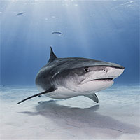 Cá mập có nguy cơ biến mất khỏi Địa Trung Hải
