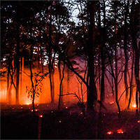 Nguyên nhân gây ra các đợt nắng nóng bất thường và cháy rừng gần đây