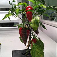 Espanõla sẽ là cây ăn quả đầu tiên được trồng trên ISS?