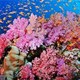 San hô là thực vật hay động vật?