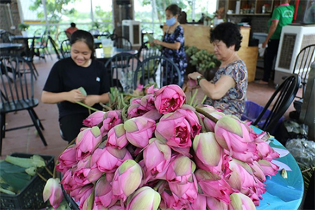 Đến thăm nơi bảo tồn các loài sen quý hiếm nhất của Việt Nam