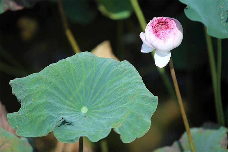 Đến thăm nơi bảo tồn các loài sen quý hiếm nhất của Việt Nam