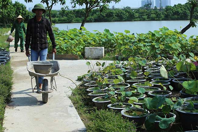Đến thăm nơi bảo tồn các loài sen quý hiếm nhất của Việt Nam