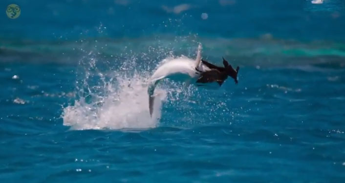 Con cá lao lên với tốc độ cực nhanh, đớp gọn con chim đang bay.