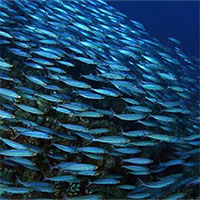 Hàng ngàn con cùng bơi sát nhau nhưng không hề va chạm, bí mật của loài cá là gì?