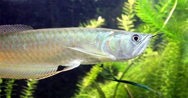 Điểm danh 10 loài cá có biệt tài săn mồi trên cạn trong thế giới tự nhiên