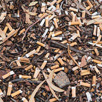 4,5 nghìn tỉ đầu lọc thuốc lá mỗi năm đang giết dần cây cỏ trên thế giới