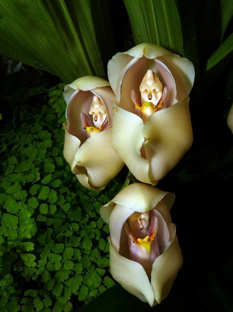 Độc đáo những loài hoa có hình dáng lạ trên thế giới