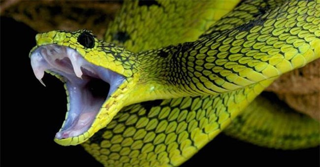 Rắn có thể tự cắn chết mình bằng nọc độc của nó hay không?