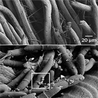 Loài nấm sát thủ ký sinh khiến kiến chết dần chết mòn trong đau đớn