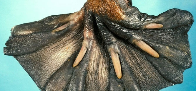 15 sự thật thú vị về động vật không hề có trong sách giáo khoa