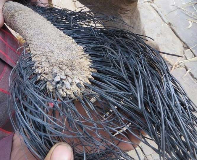 15 sự thật thú vị về động vật không hề có trong sách giáo khoa