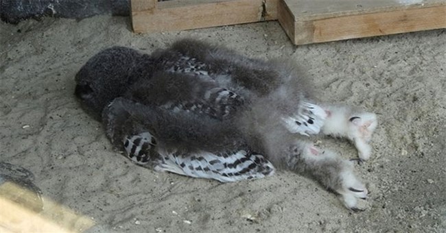 15 sự thật thú vị về động vật không hề có trong sách giáo khoa