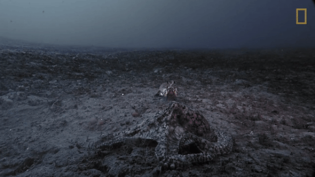 Bạch tuộc đại chiến tôm tít