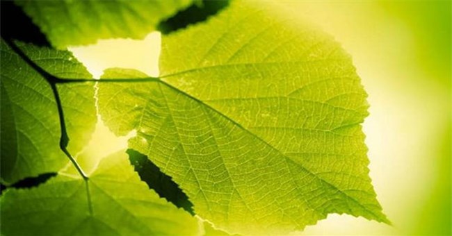 Sẽ ra sao nếu cơ thể chúng ta có thể tổng hợp thức ăn giống như thực vật?