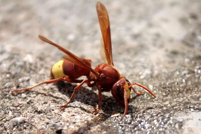 Ba loài côn trùng góp công lớn cho y học