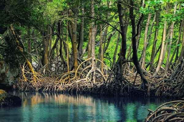 Hệ sinh thái thực vật và động vật tạo nên sự phong phú cho hệ sinh thái rừng ngập mặn.