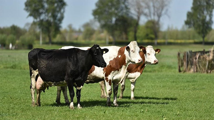 10.000 năm con người trải nghiệm uống sữa bò