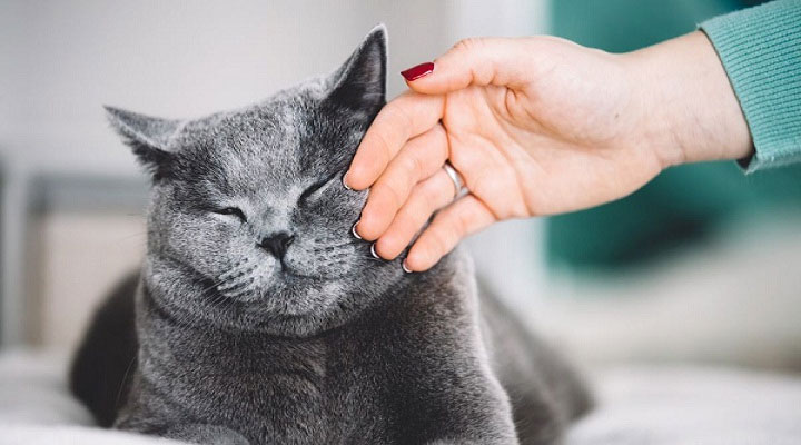 Bạn đã biết vuốt ve mèo sao cho đúng chưa?