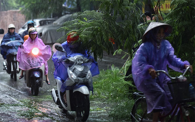 Cây đổ hàng loạt ở Hà Nội, Hải Phòng sau bão Wipha