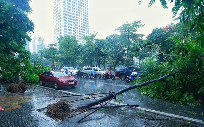 Cây đổ hàng loạt ở Hà Nội, Hải Phòng sau bão Wipha