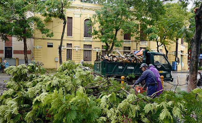 Cây đổ hàng loạt ở Hà Nội, Hải Phòng sau bão Wipha