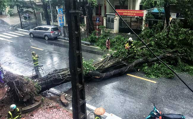 Cây đổ hàng loạt ở Hà Nội, Hải Phòng sau bão Wipha
