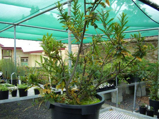Những loài thực vật độc đáo trên trái đất