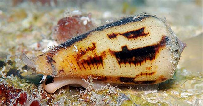 Sự thật chết người bên trong vẻ ngoài rực rỡ của ốc sên "sát thủ"