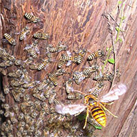 Cơ chế phòng vệ của ong mật Nhật Bản khiến ong bắp cày châu Á cũng phải tránh xa