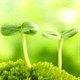 Đã có "siêu thực phẩm" có thể cứu đói cả nhân loại: Tất cả chỉ nhờ loại thực vật nhỏ bé này!