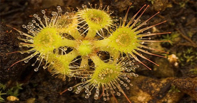 Loài cây săn mồi có cơ chế đặt bẫy hoàn hảo nhất: Tua siêu dài, cuốn thẳng mồi "miệng" đầy acid