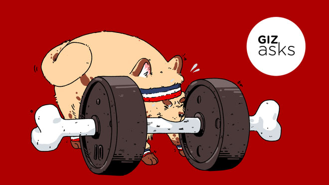 Hỏi khó: Ngoài con người ra, có loài động vật nào biết tập thể dục không?