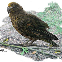 Phát hiện hóa thạch loài vẹt lớn nhất thế giới cao một mét