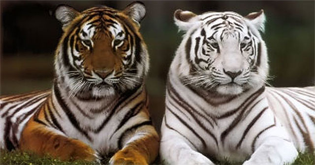 Giới thiệu về loài hổ và con hổ to nhất thế giới New