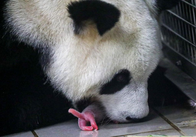 Gấu trúc sinh đôi 