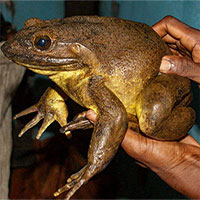 Loài ếch khổng lồ có cách xây “bể bơi nòng nọc” độc đáo