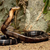 Rắn hổ mang chúa - Loài rắn có nọc đọc lớn nhất thế giới