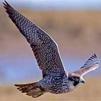 Chim cắt lớn - Loài chim săn mồi tốc độ cao