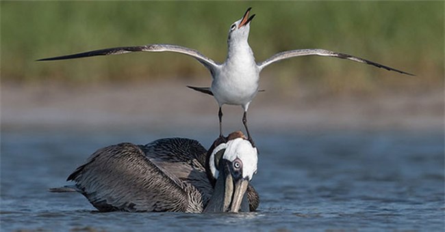 Loài chim hay cà khịa, "giang hồ" lưu manh nhất thế giới động vật