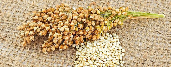 Quinoa là gì?  Lợi ích vàng của quinoa đối với sức khỏe