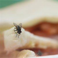 Loài ruồi - "vị cứu tinh" đắc dụng xử lý các loại thực phẩm thừa