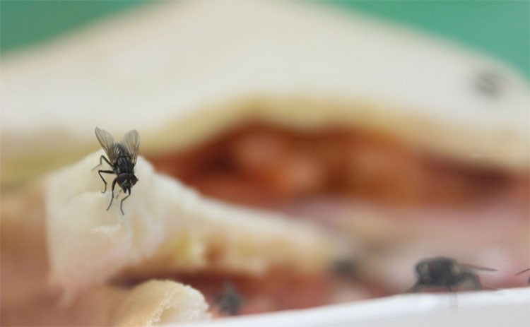 Loài ruồi - 